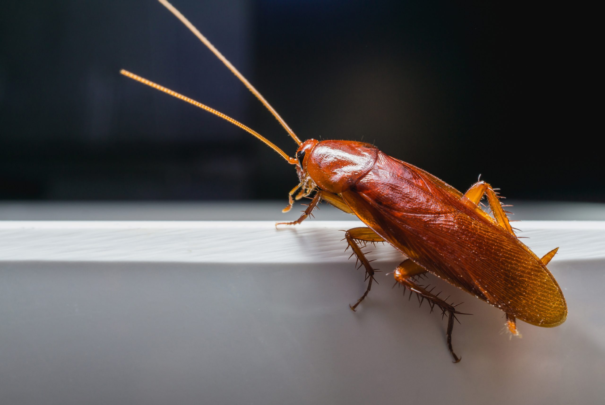 Cockroach Cockroach