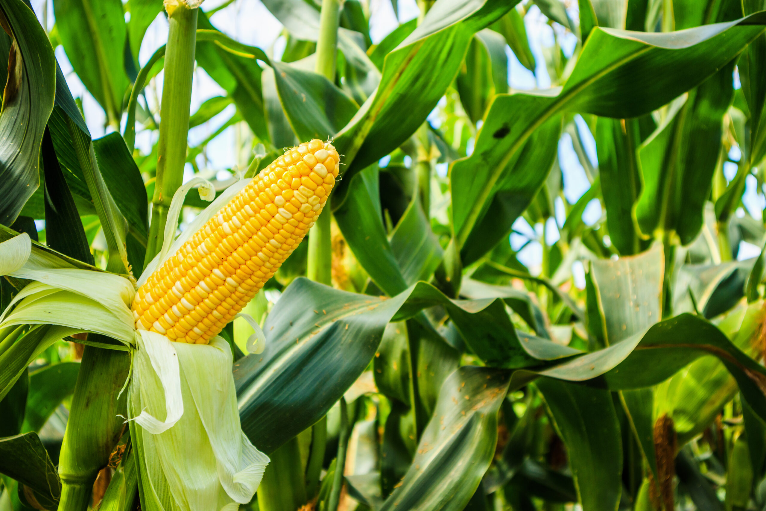 Corn Corn