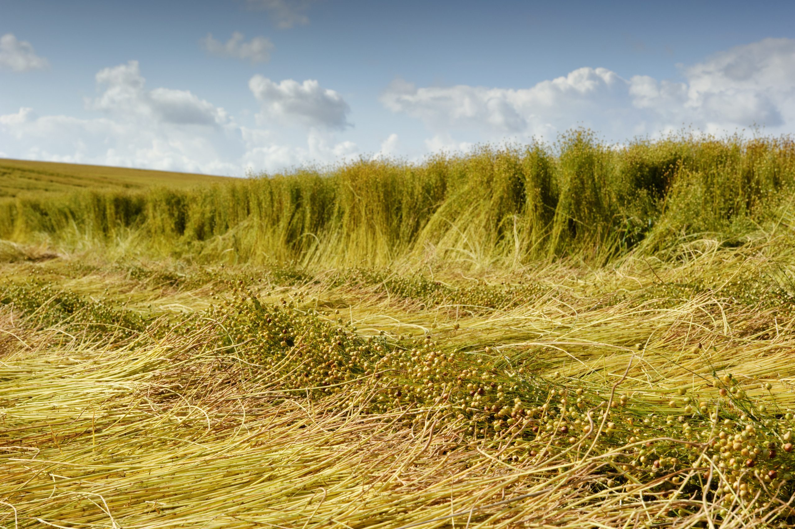 Flax field Flax field