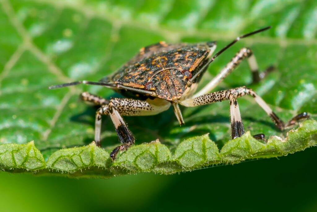 BMSB_bug BMSB_bug