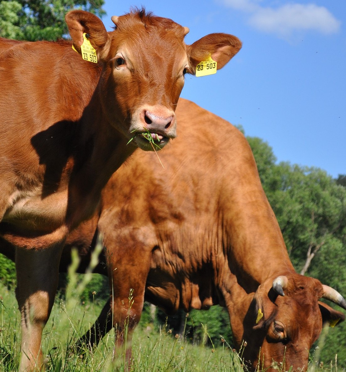 cows grazing 2 cows grazing 2