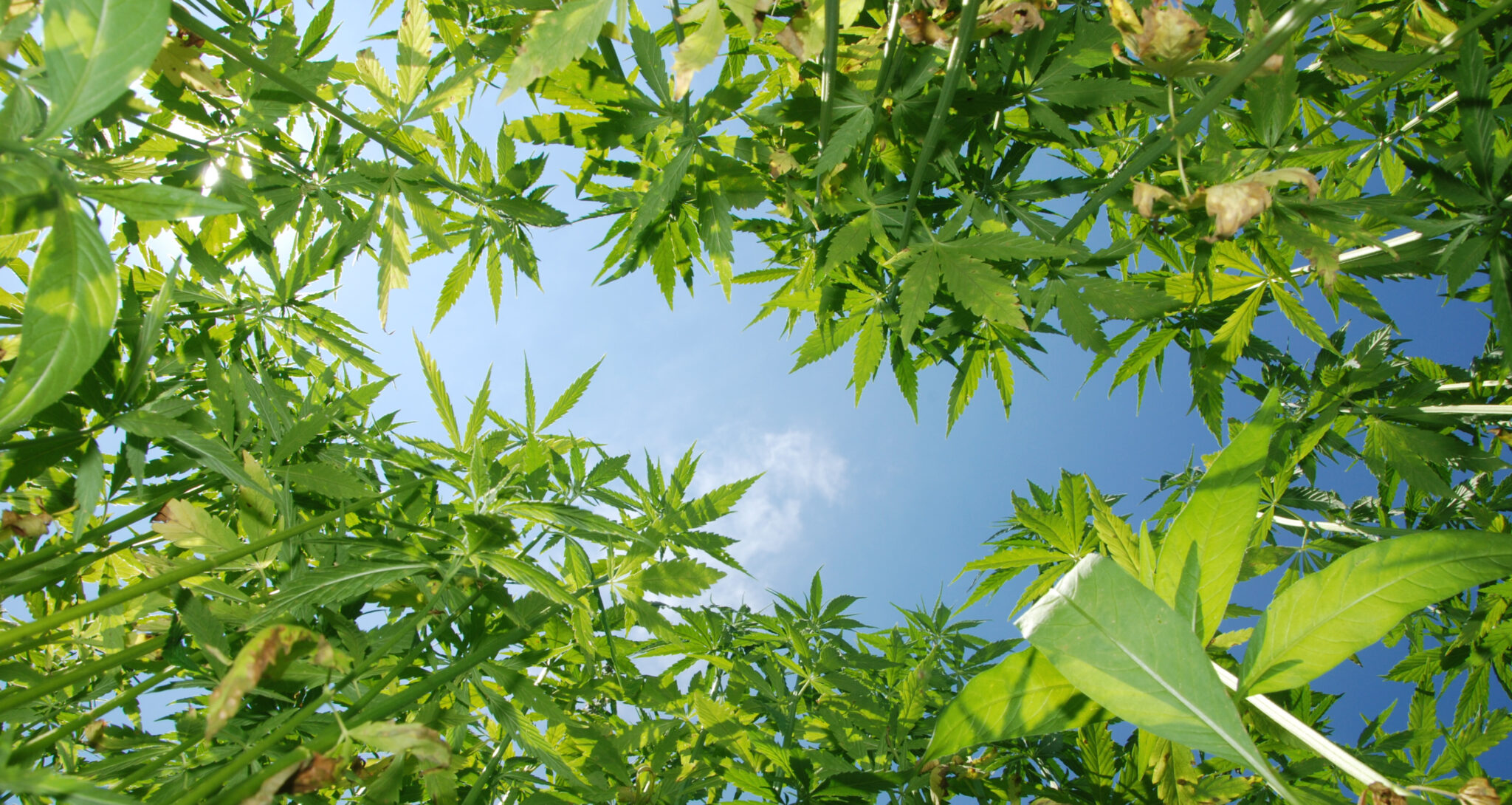 hemp-plants-sky hemp-plants-sky