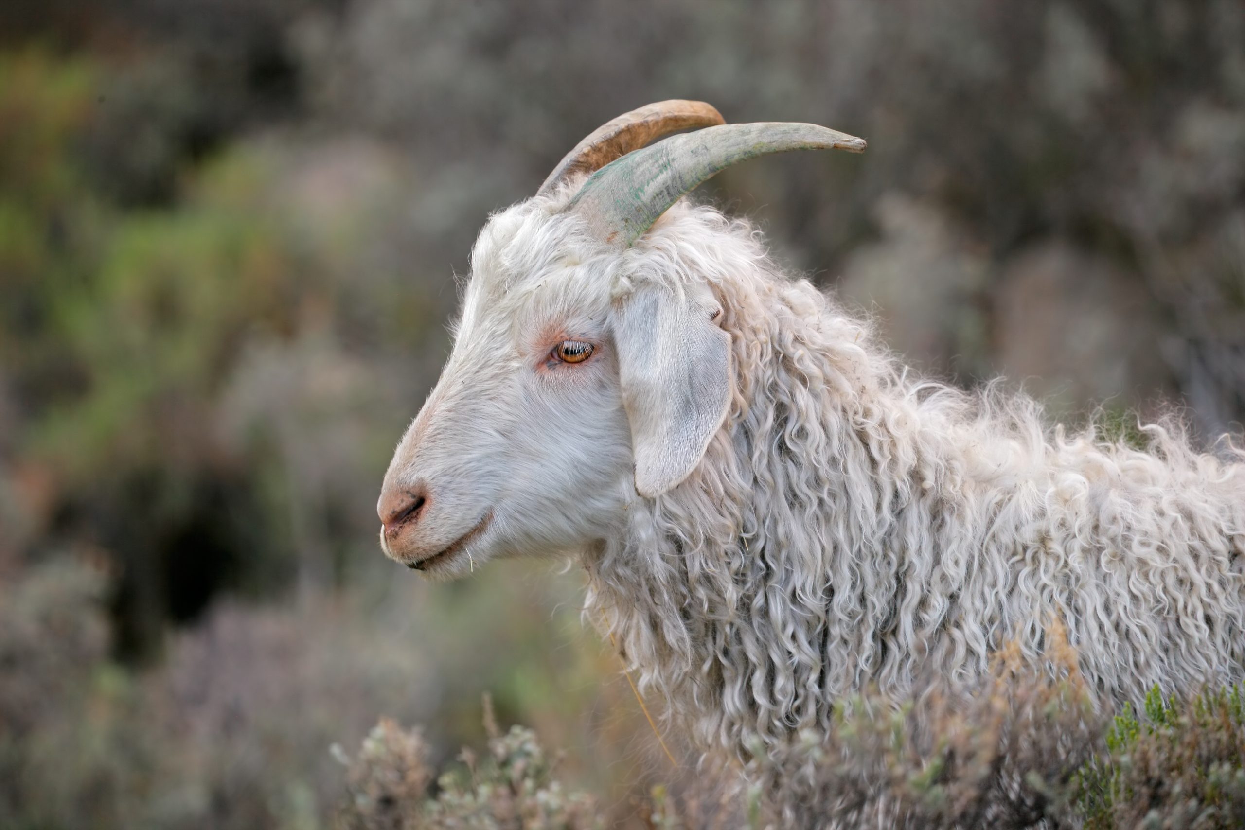 Mohair Standard Mohair Standard