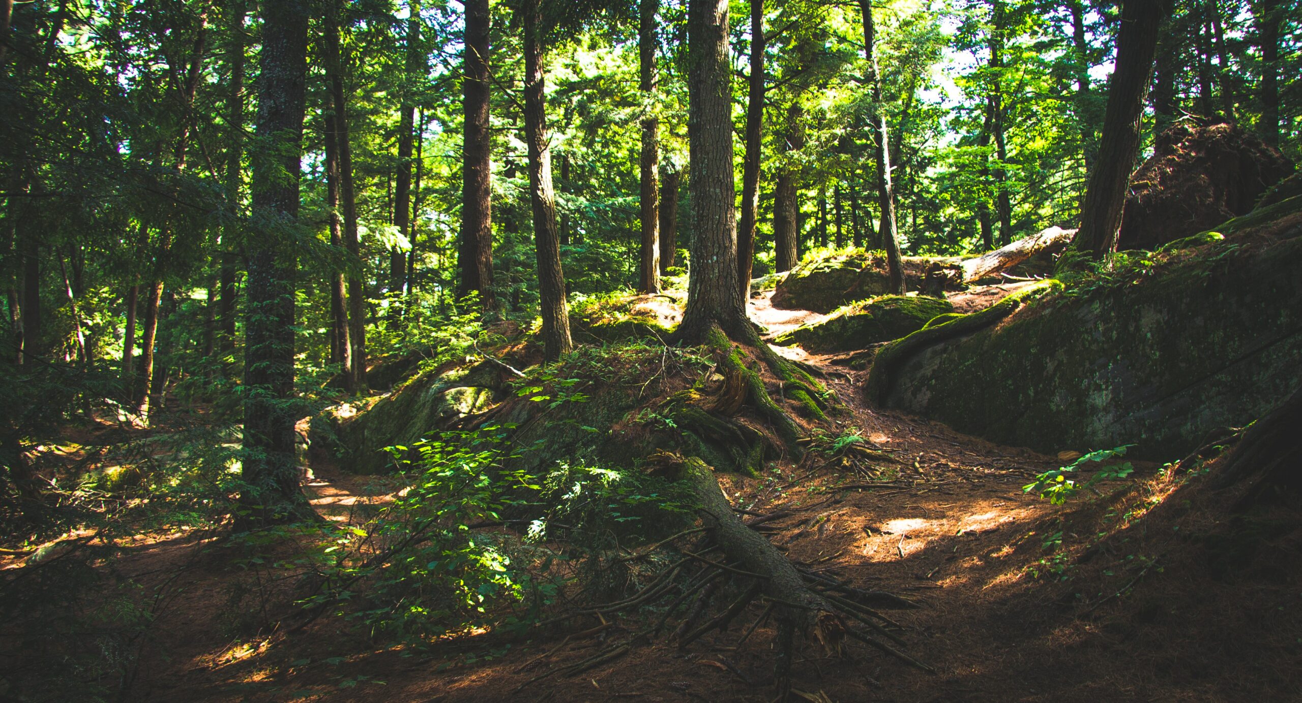 Forestry d Forestry d