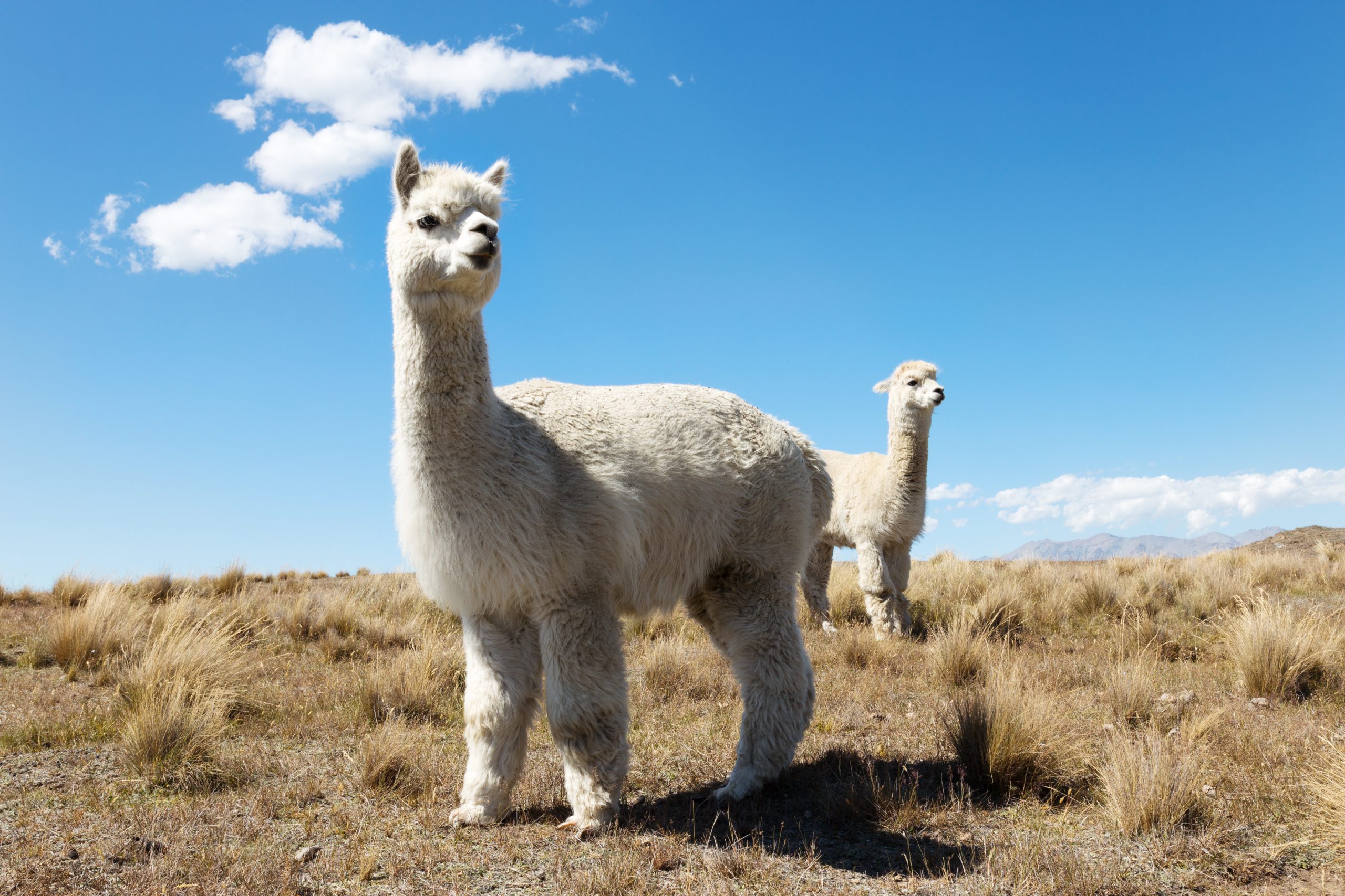 RAS – Responsible Alpaca Standard RAS – Responsible Alpaca Standard