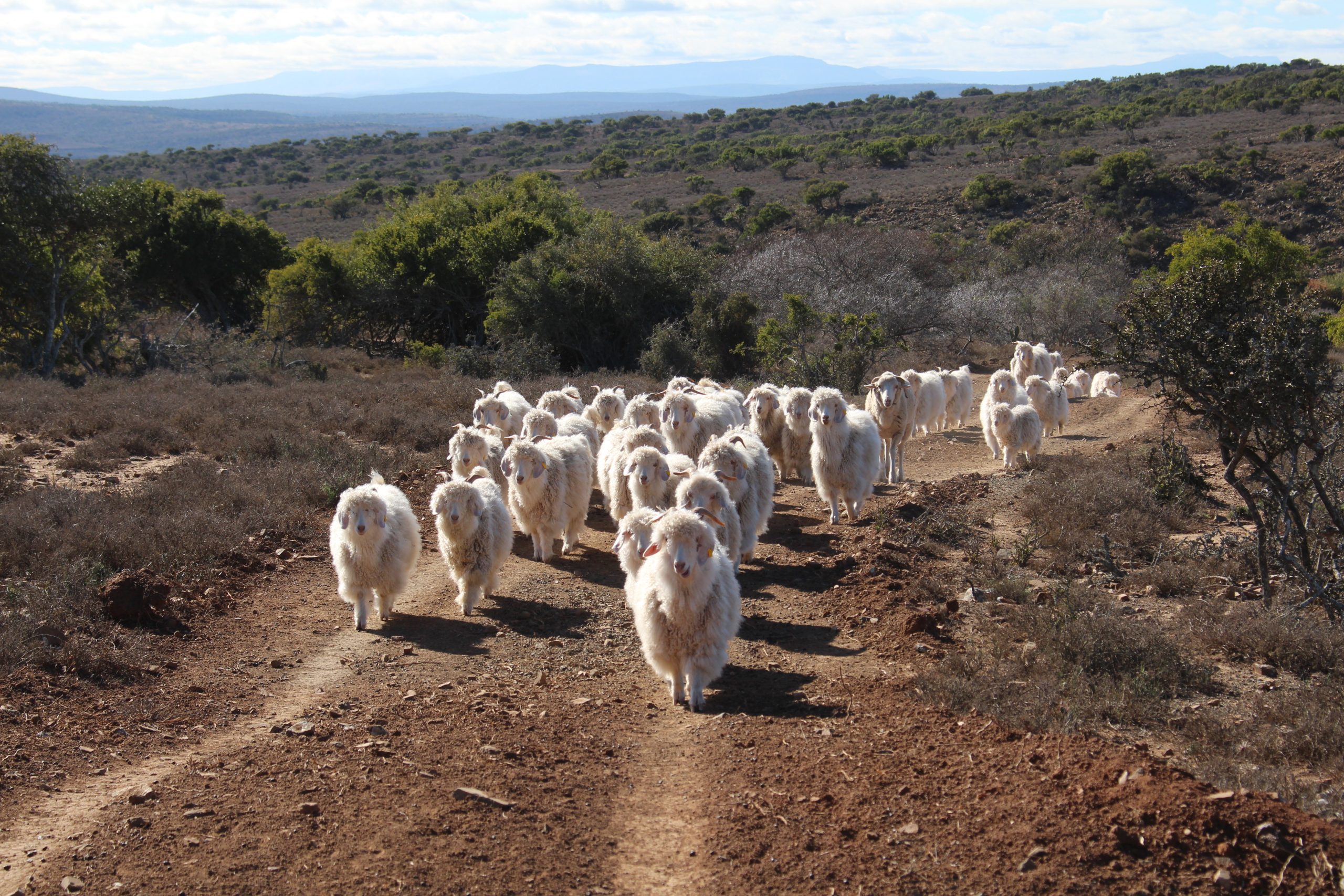 RMS – Responsible Mohair Standard RMS – Responsible Mohair Standard